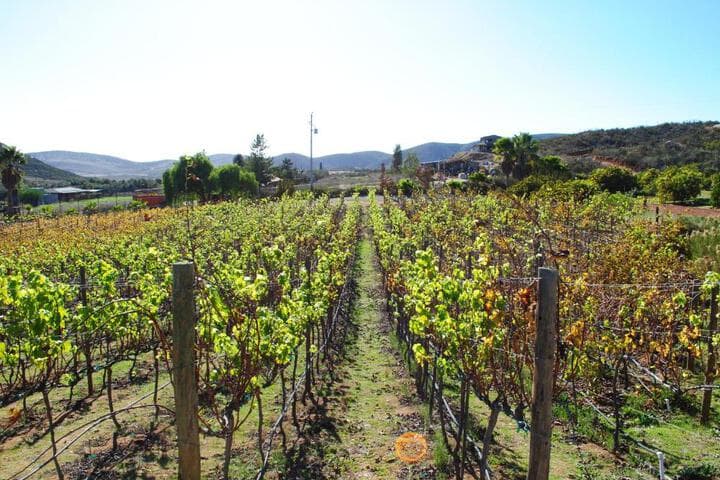 Explore Valle De Guadalupe