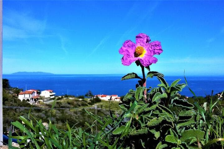 Explore Procchio
