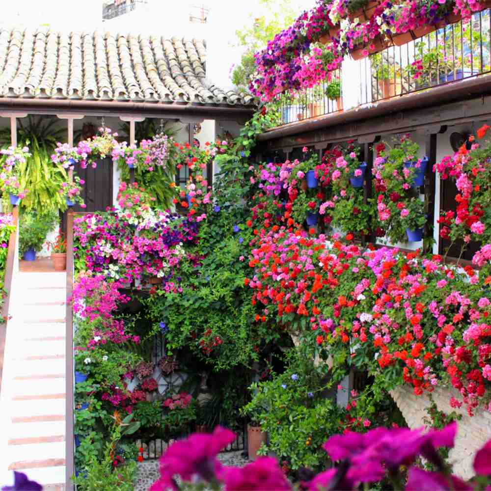 Colorful patios at Festival de los Patios, Spain