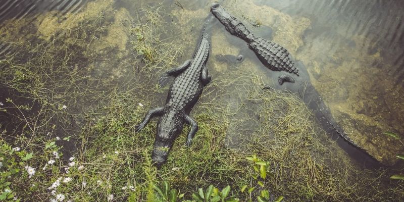 Nature And Wildlife Spots in Florida​