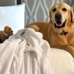 5 Best Pet Friendly Vacation Rentals in Florida That Will Ensure Comfort for Your Beloved Pet