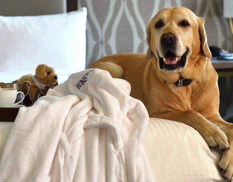 5 Best Pet Friendly Vacation Rentals in Florida That Will Ensure Comfort for Your Beloved Pet