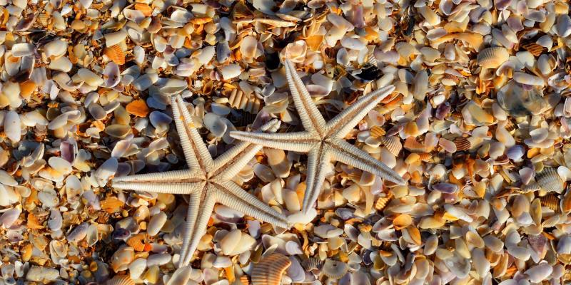 Shells on Sanibel Island