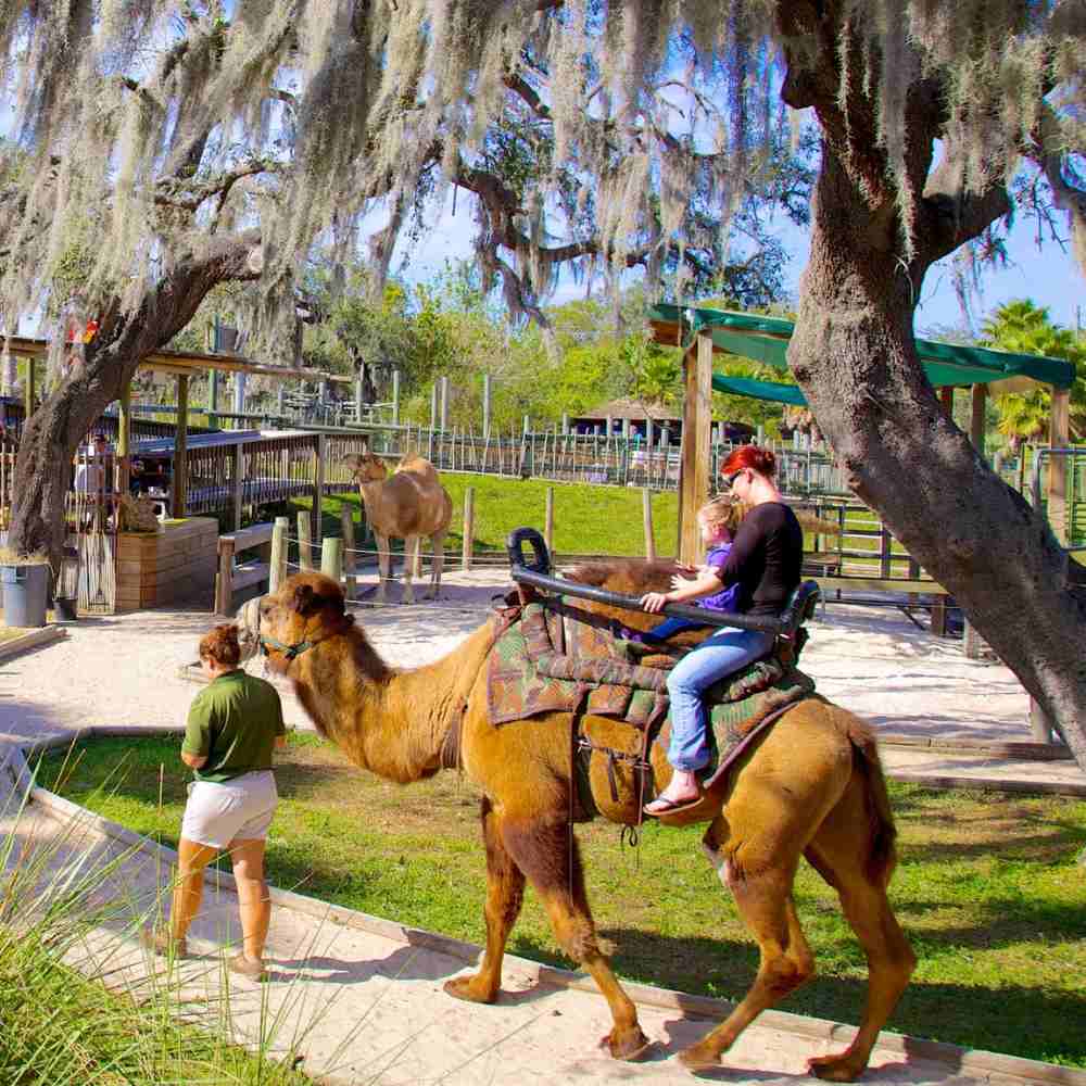 Things to Do in Tampa Florida with Kids