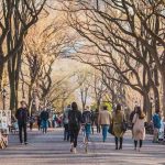 People enjoy a pleasant walk on a tree-lined avenue in Central Park, immersed in the serene atmosphere of the park.