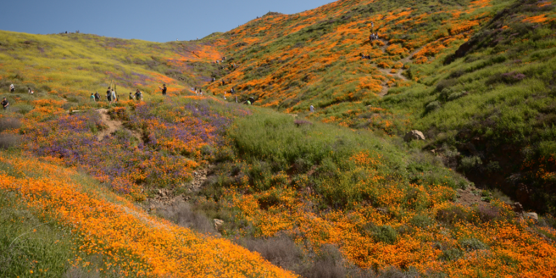 A group of people climbs a hillside filled with stunning orange flowers, highlighting the California Super Bloom.