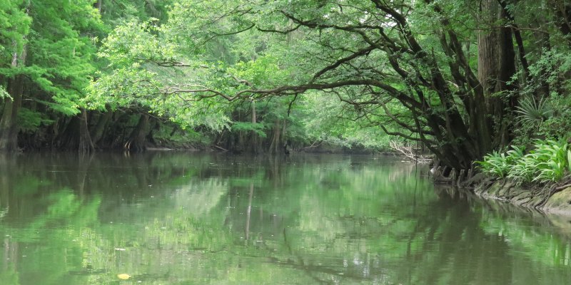 A calm river is enveloped by trees and flourishing vegetation, illustrating a peaceful and verdant environment.