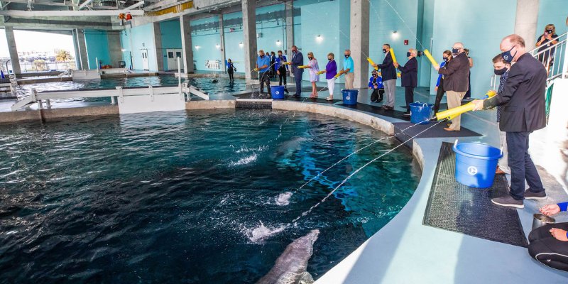 Spectators watch dolphins interact in an aquarium, marveling at their agility and charm in the water.