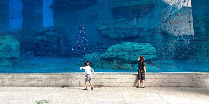 Two observers admiring an aquarium that features a diverse array of fish swimming gracefully within.