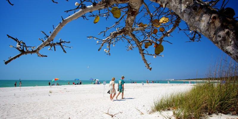 A pair of people walk on the beach, sheltered by a tree, creating a peaceful scene by the shoreline