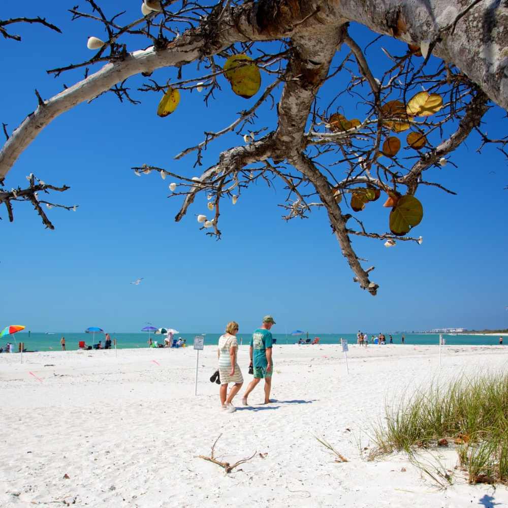 A pair of people walk on the beach, sheltered by a tree, creating a peaceful scene by the shoreline