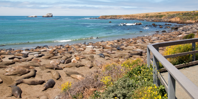 Walkway view of the ocean, highlighting Elephant Seals lounging at Piedras Blancas.