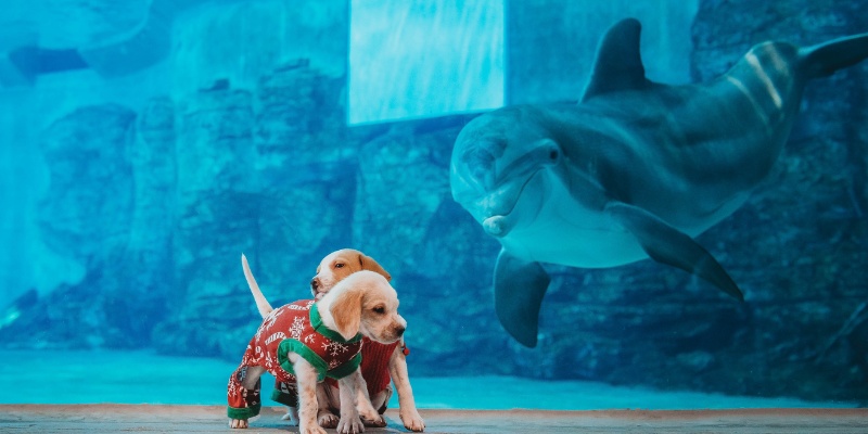 Two dogs in colorful Christmas costumes pose next to a dolphin, capturing a delightful and festive moment.