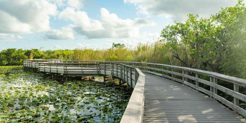 A wooden boardwalk approaches a serene pond, framed by vibrant water lilies floating gracefully.