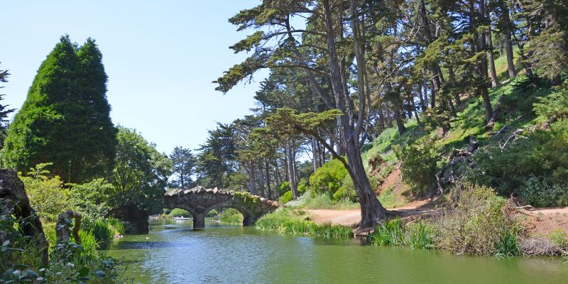 Golden Gate Park's canal, with a lovely bridge and vibrant trees on both sides, creates a scenic view.