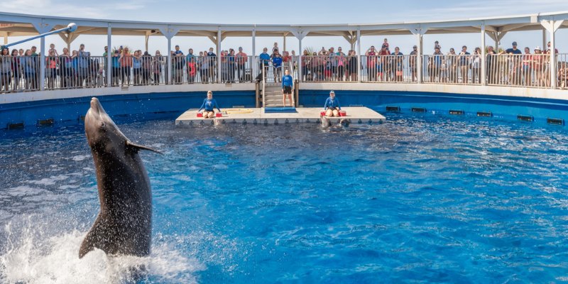 A dolphin leaps gracefully from the water, captivating an audience gathered nearby.