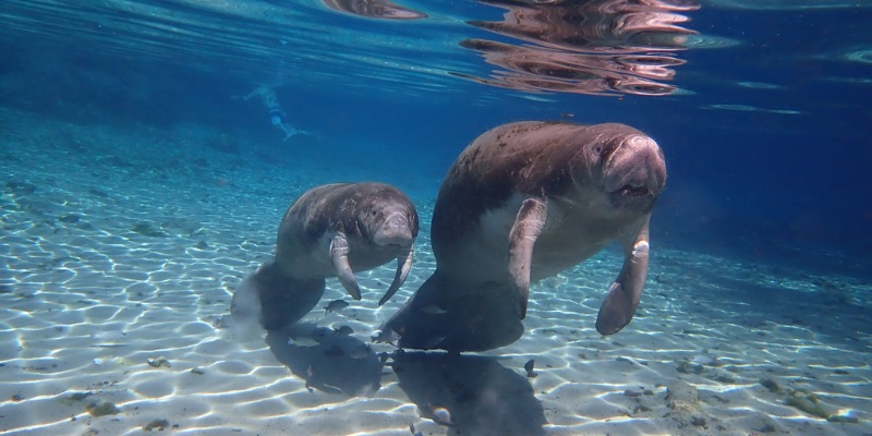 Two manatees gracefully swim in clear, tranquil waters, showcasing their gentle nature and aquatic habitat.