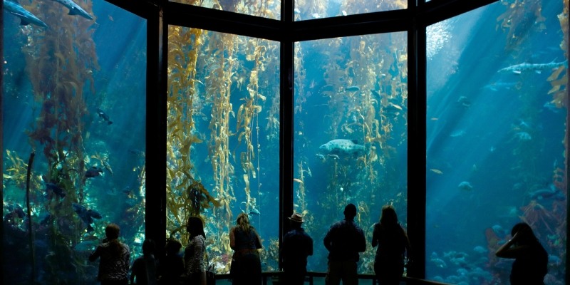 People admire colorful fish and sea creatures through expansive windows at the Monterey Bay Aquarium, promoting ocean awareness.