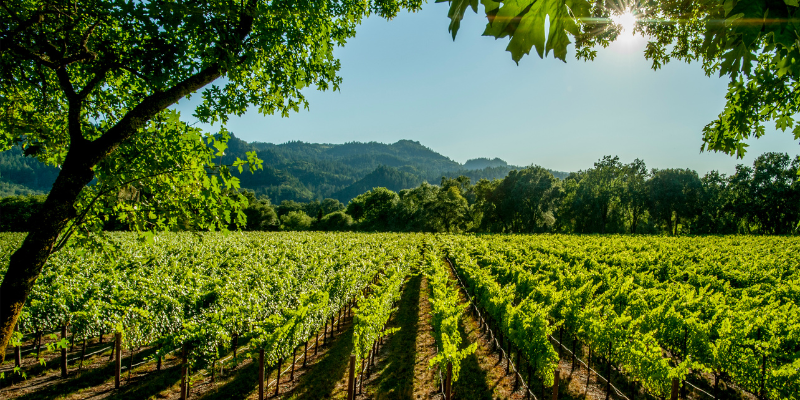 The lush vineyard in Napa Valley features vibrant green vines and surrounding trees under a clear sky.