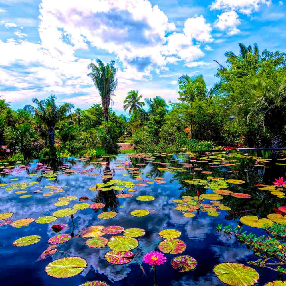 Colorful water lilies float gracefully on a pond, set against a bright blue sky with scattered clouds