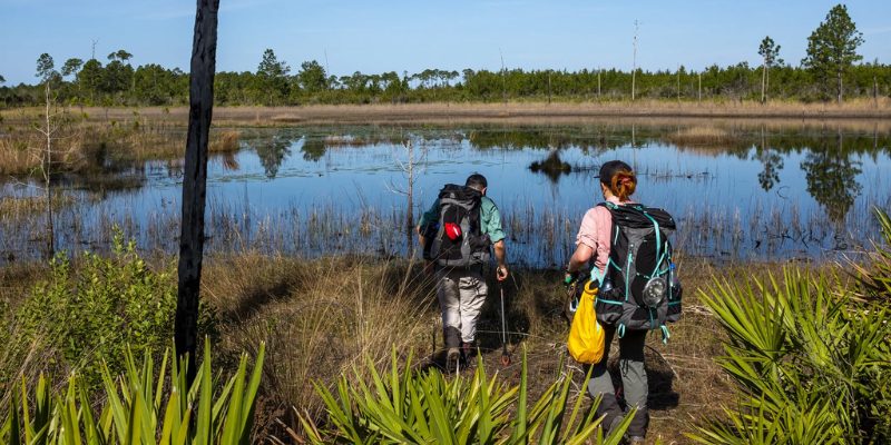 Two people carrying backpacks walk through a marsh, surrounded by greenery and the shimmering surface of the water.