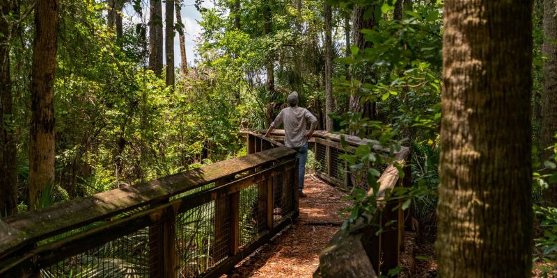 A man walks on a wooden bridge, immersed in the tranquility of Ocala National Forest.