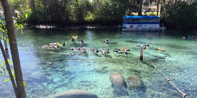 A group of people enjoying a swim in the Crystal River of a serene river on a sunny day.