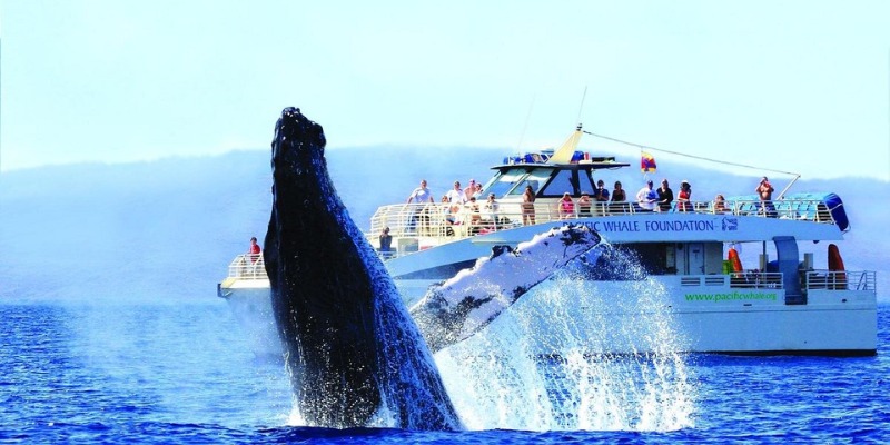 A humpback whale breaches the surface, captivating onlookers during a whale-watching tour in the open sea.