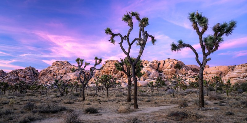 Joshua Tree National Park-jonathanyu