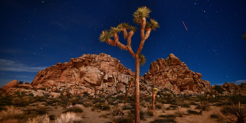 A stunning Joshua tree under a starry night sky, featuring a shooting star streaking across the horizon in Joshua Tree National Park.