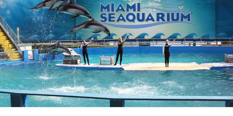 Dolphins leap and perform tricks during an exciting show at Miami Seaquarium, captivating the audience with their agility.