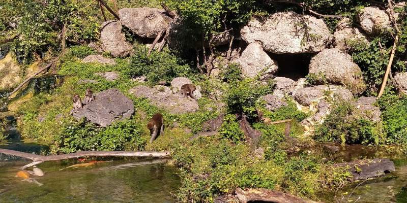 A striking rock formation rises from the river at Monkey Jungle in Miami, framed by vibrant foliage and clear waters.