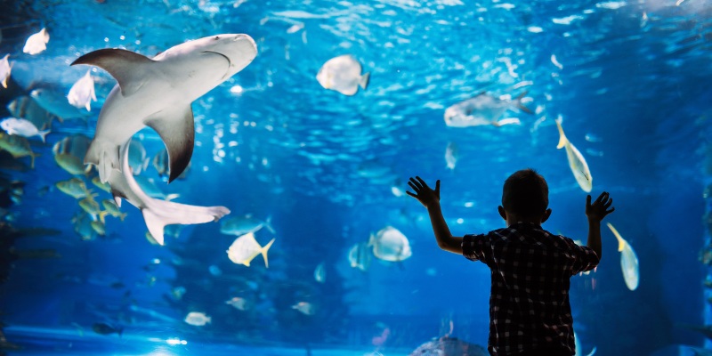 In the Paris Aquarium, a boy observes a shark swimming gracefully, showcasing the wonders of marine life.