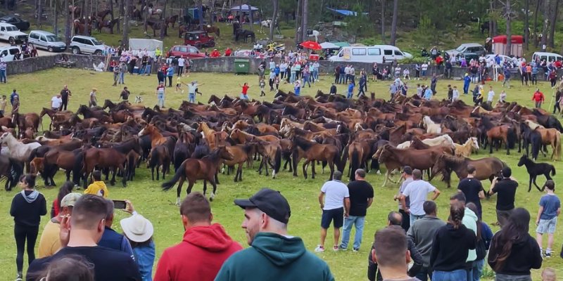 Attendees surround a field of horses at the Rapa das Bestas Festival in Galicia, showcasing vibrant cultural festivities.