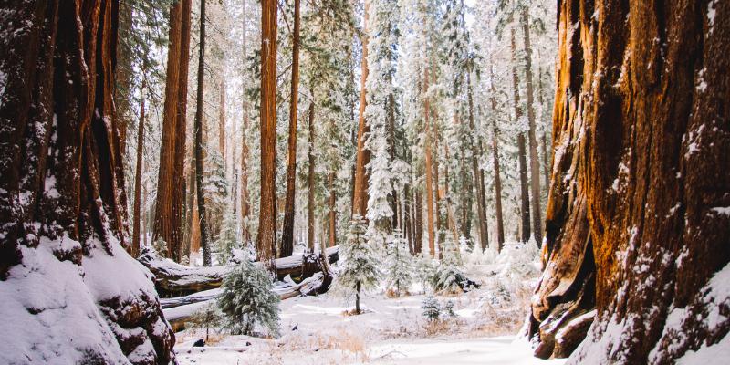 A serene snowy forest in Sequoia National Park, showcasing tall trees blanketed in fresh white snow.