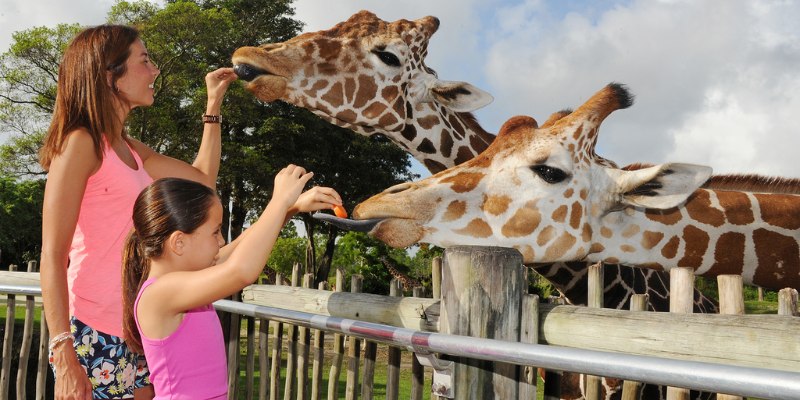 At Zoo Miami, a woman engages with giraffes, feeding them in a delightful display of animal care and connection.