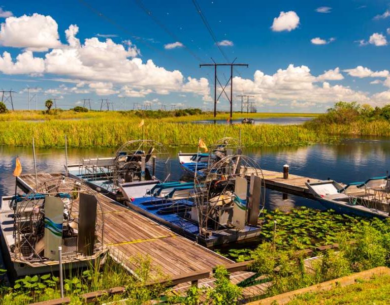 Airboat Rides Florida for Close-Up Views of Wildlife!