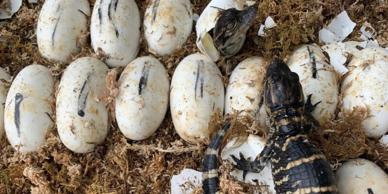 A large alligator laying eggs on the ground, showcasing the nesting process typical for gators in late summer or early fall.