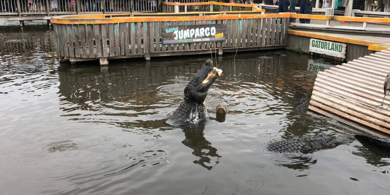 A massive alligator is submerged in water at Gatorland, ready to leap for food during the exhilarating Jumperoo Show.
