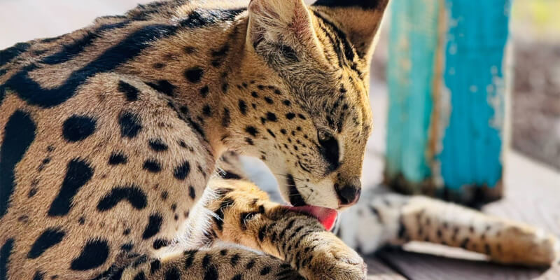 Jabari the African Serval, a wild feline with distinctive spotted coat, grooming itself while lying on a wooden surface near a weathered blue post.