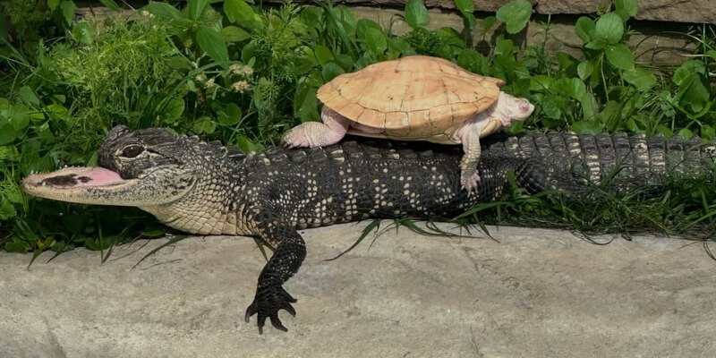 A turtle and an alligator sit on a rock, showcasing their unique friendship and quiet confidence in their habitat.