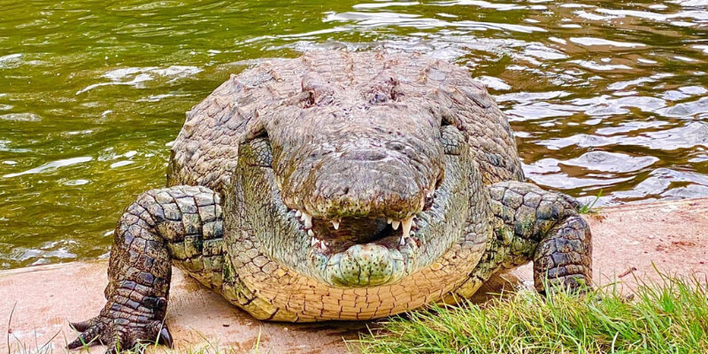 Lyall, Gatorland's largest crocodile at nearly 16 feet, sits on the ground beside a body of water.