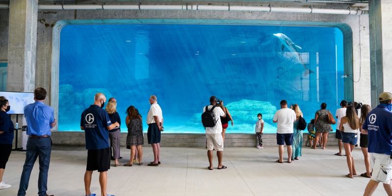 At Clearwater Marine Aquarium, people are captivated by a whale swimming gracefully in a large aquarium tank.