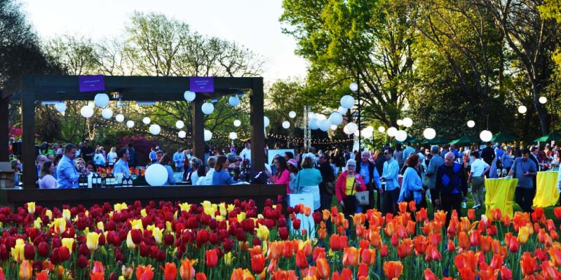 Rows of red and yellow tulips bloom in front of a social gathering with paper lanterns at the Dallas Blooms Festival.