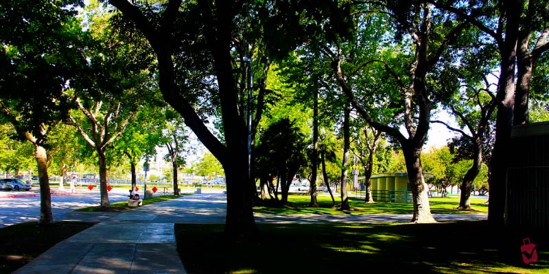 A serene park with lush green trees and a clear pathway, representing the natural beauty of Exposition Park.