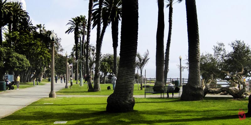 Palm trees line a grassy park with people walking and sitting on benches, embodying the tranquility of Palisades Park.