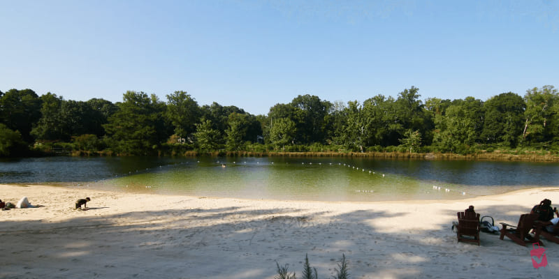 Glorious sunny day at Pine Lake Beach, people are chillin' by the sparkling water. A playful pup happily explores the sand!