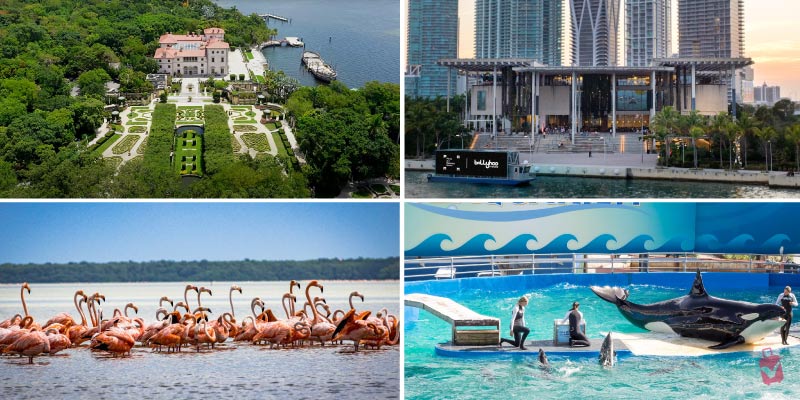 A collage of four images showcasing popular Miami attractions Vizcaya Museum & Gardens, a modern museum building, flamingos in shallow water, and an orca show at a marine park.