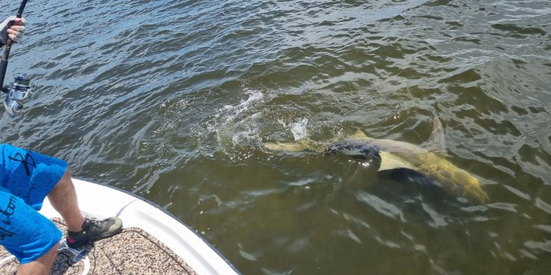 An angler on a boat reels in a shark from the dark green water, highlighting the excitement of fishing and boating in Cape Coral.