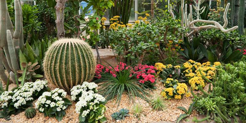 A beautifully landscaped succulent display with a large barrel cactus and vibrant flowers blooms at the Tom Allen Memorial Butterfly Garden.